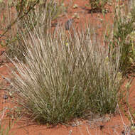 Image of Aristida holathera Domin