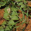 Andrographis serpyllifolia (Rottler ex Vahl) Wight resmi
