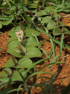 Image of Andrographis serpyllifolia (Rottler ex Vahl) Wight