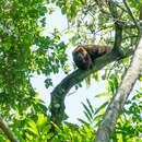 Image of Southern Brown Howler Monkey