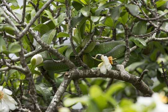 Imagem de Dendroaspis angusticeps (A. Smith 1849)