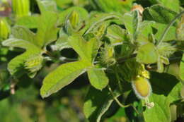 Image of Passiflora ciliata var. santiagana (Killip) Vanderpl.