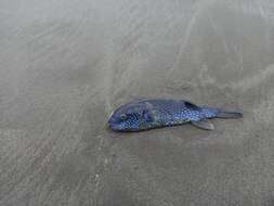 Image of Starry Toadfish