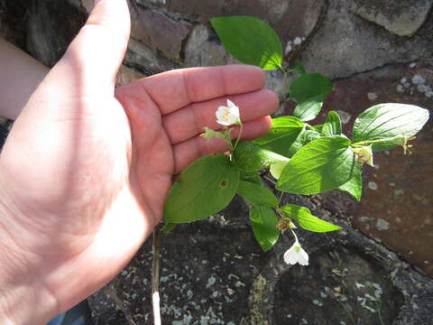 Image of streambank mock orange