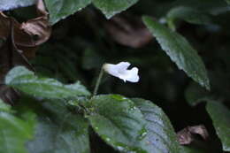 Image of Whytockia sasakii (Hayata) B. L. Burtt
