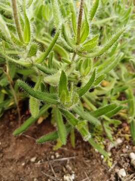 Image de Felicia elongata (Thunb.) O. Hoffm. ex A. Zahlbr.