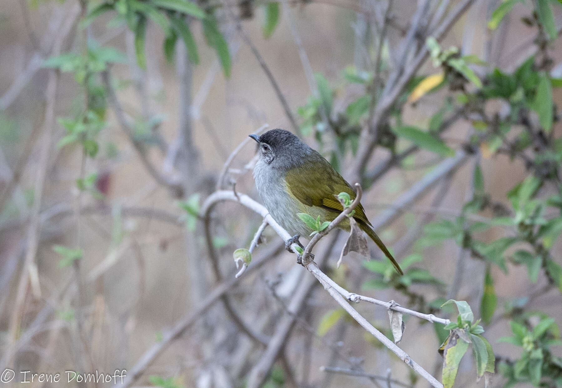 Arizelocichla nigriceps (Shelley 1889)的圖片