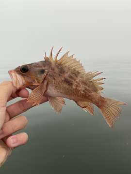 Image of Brown rockfish