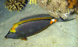 Image of Elegant Unicornfish