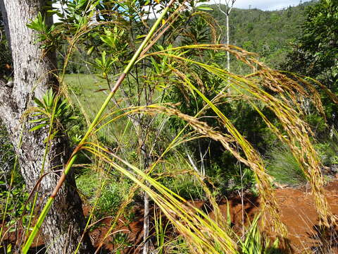 صورة Costularia comosa (C. B. Clarke) Kük.