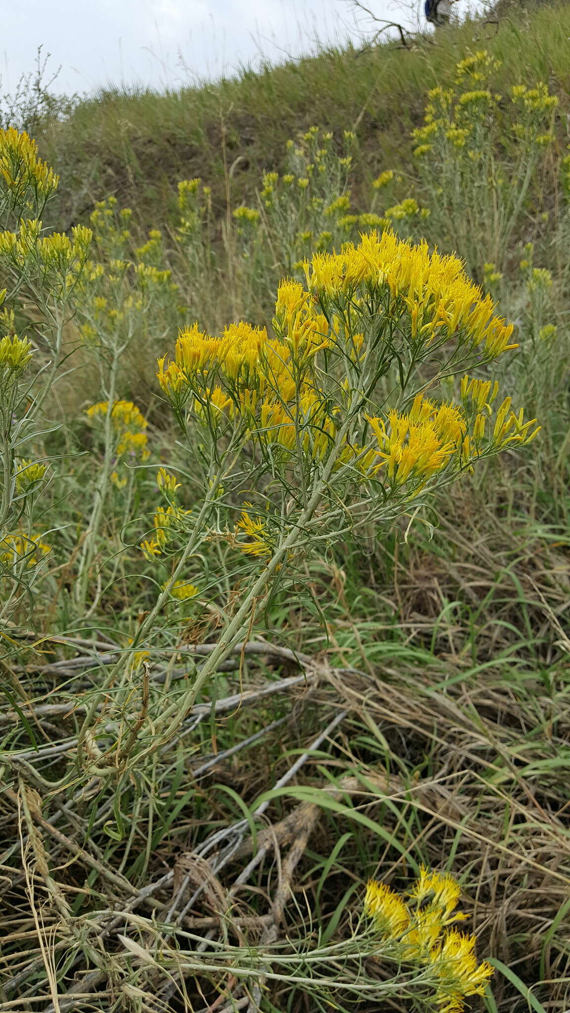 Imagem de Ericameria nauseosa var. graveolens (Nutt.) Reveal & Schuyler