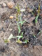 Image of Chlorophytum cooperi (Baker) Nordal