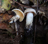 Image of Cuphophyllus pratensis (Fr.) Bon 1985