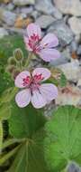 Image of Erodium trifolium (Cav.) Cav.