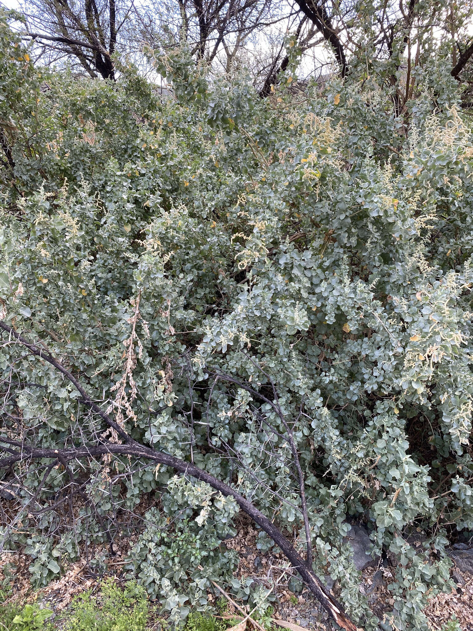 Image de Atriplex nummularia subsp. nummularia