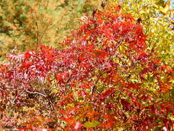 Rhus copallina L. resmi