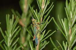 Image of Hesperotettix viridis viridis (Thomas & C. 1872)