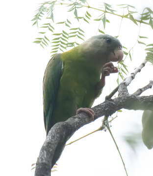 Image of Gray-cheeked Parakeet