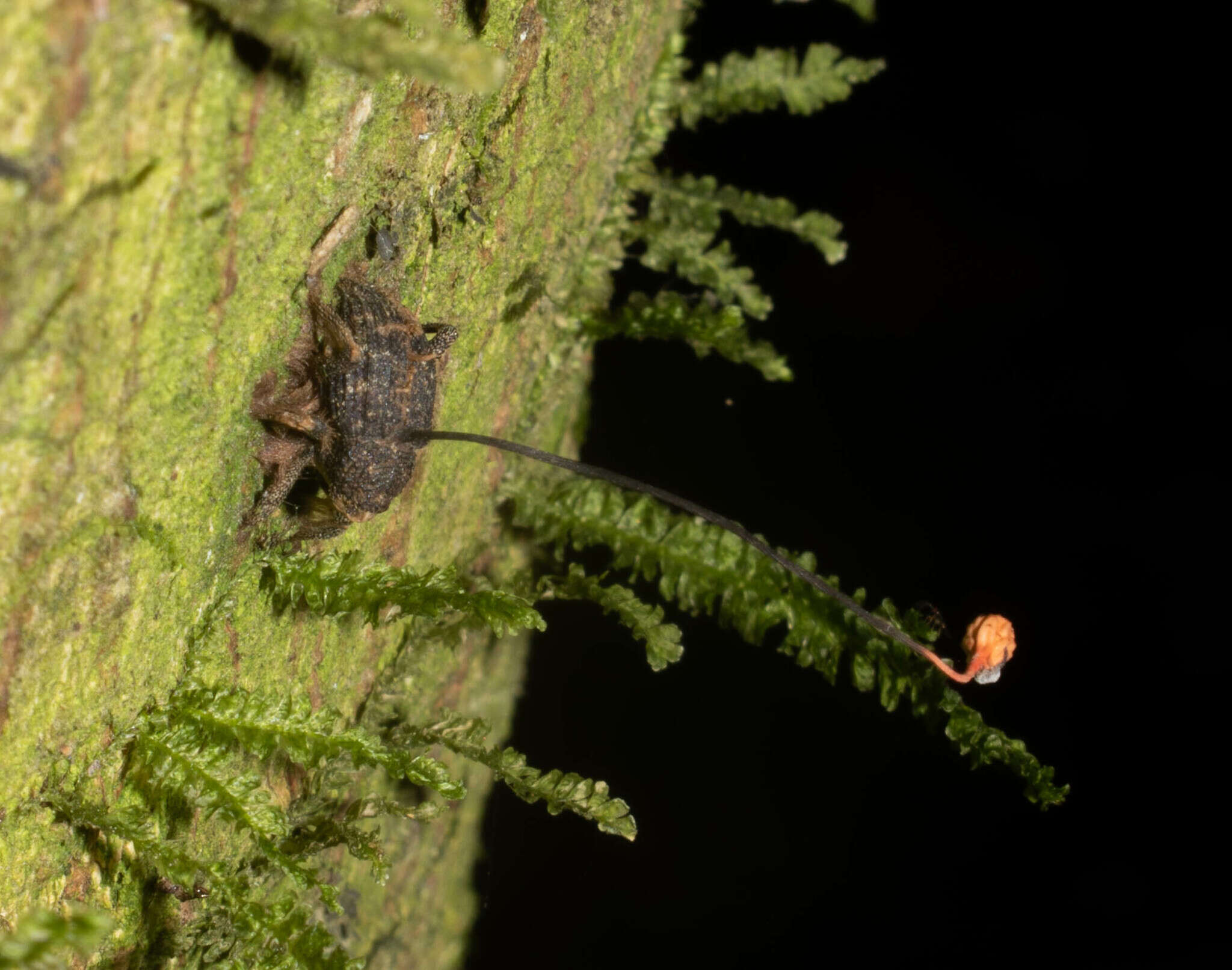 Image of Ophiocordyceps curculionum (Tul. & C. Tul.) G. H. Sung, J. M. Sung, Hywel-Jones & Spatafora 2007