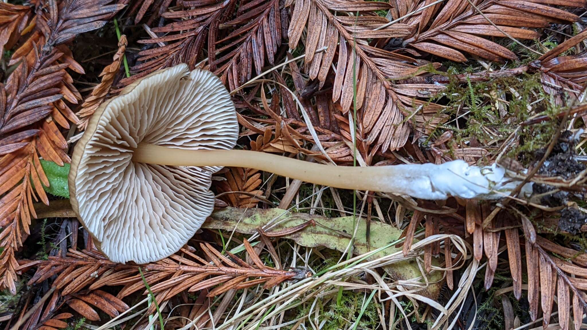 Image of Entoloma formosum (Fr.) Noordel. 1985