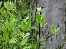 Sivun Pittosporum cornifolium A. Cunn. kuva