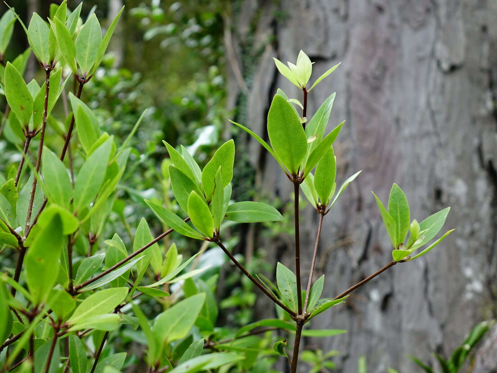 Sivun Pittosporum cornifolium A. Cunn. kuva