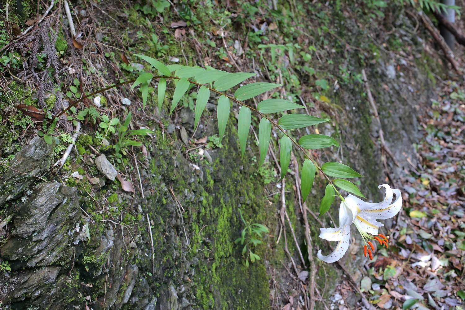 Image of Asiatic Lily