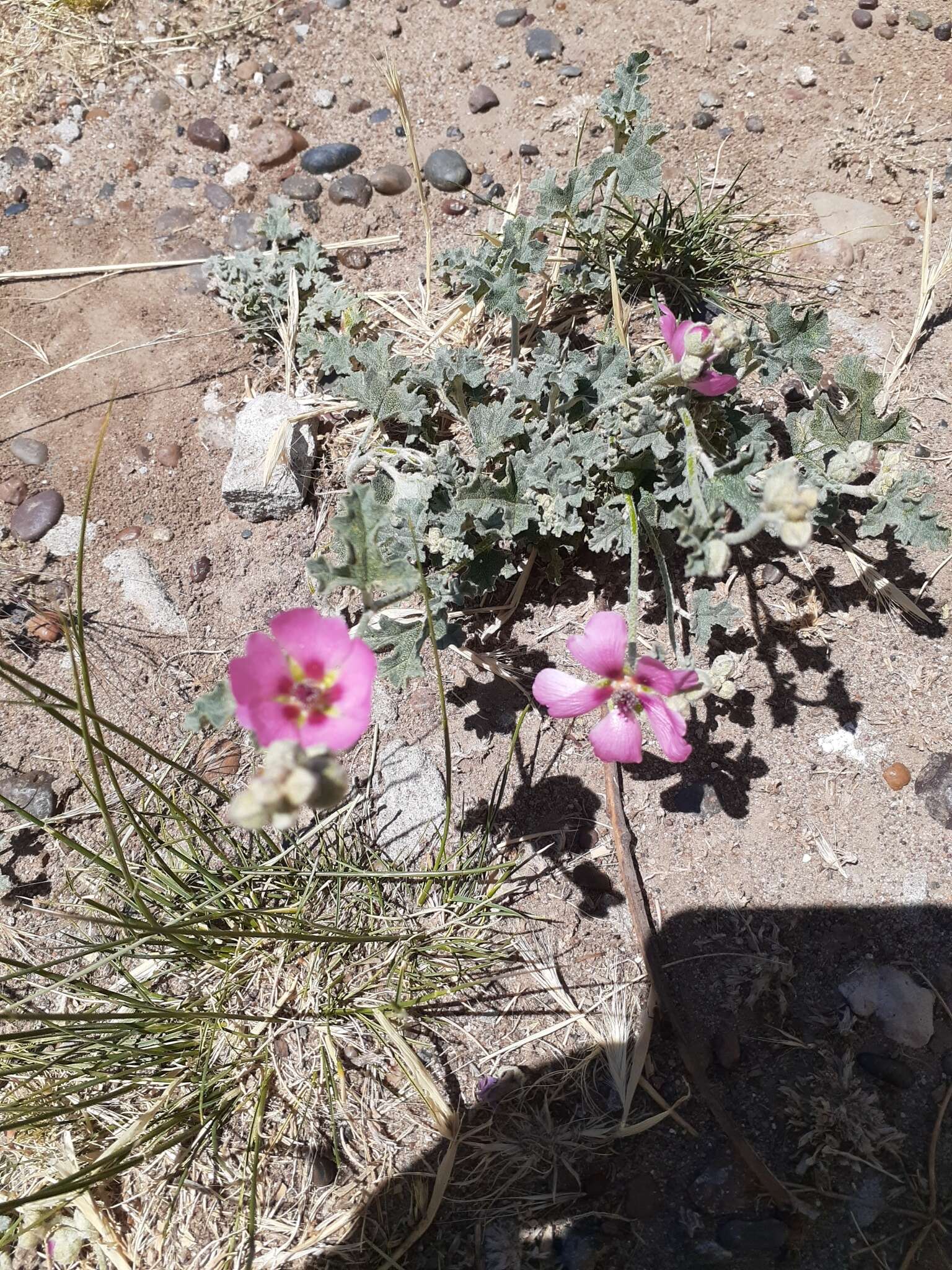 Image of Sphaeralcea mendocina Phil.