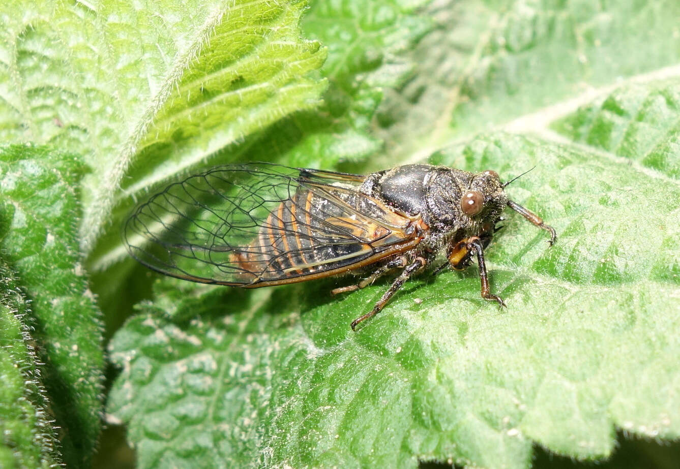 Image of New Forest cicada