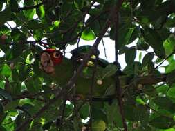 Image of Red-masked Conure