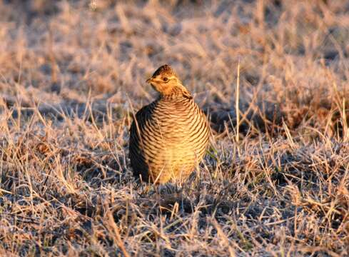 Image of Attwater's greater prairie-chicken