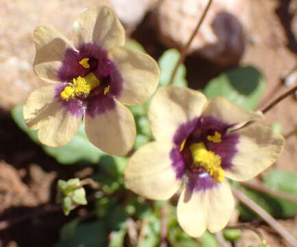 Image of Diascia bicolor K. E. Steiner