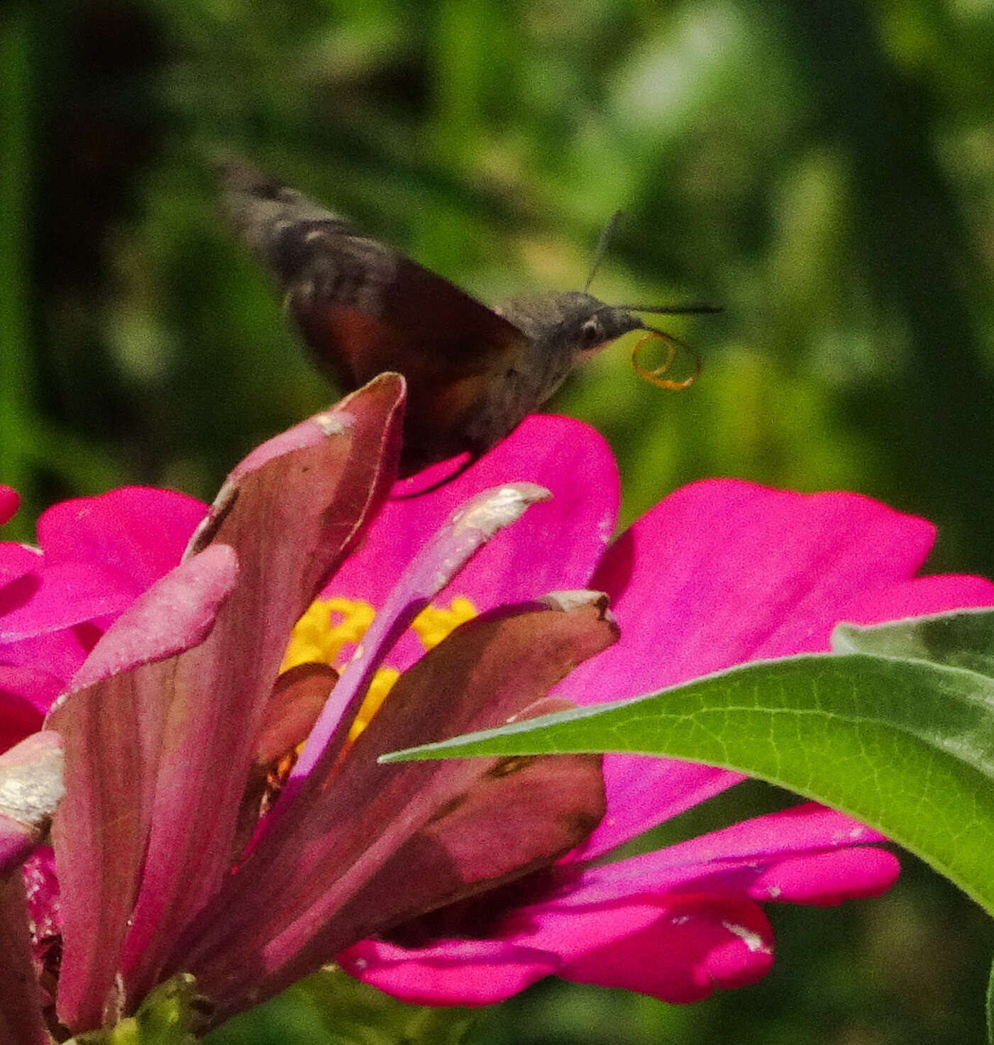 Image of Macroglossum gyrans Walker 1856