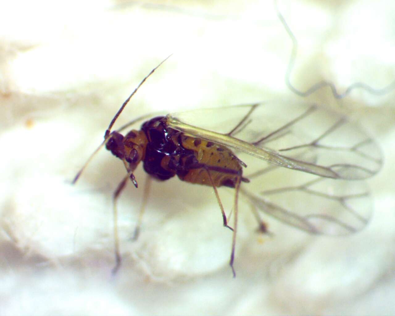 Image of Aphid