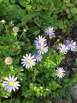 Image of blue daisy