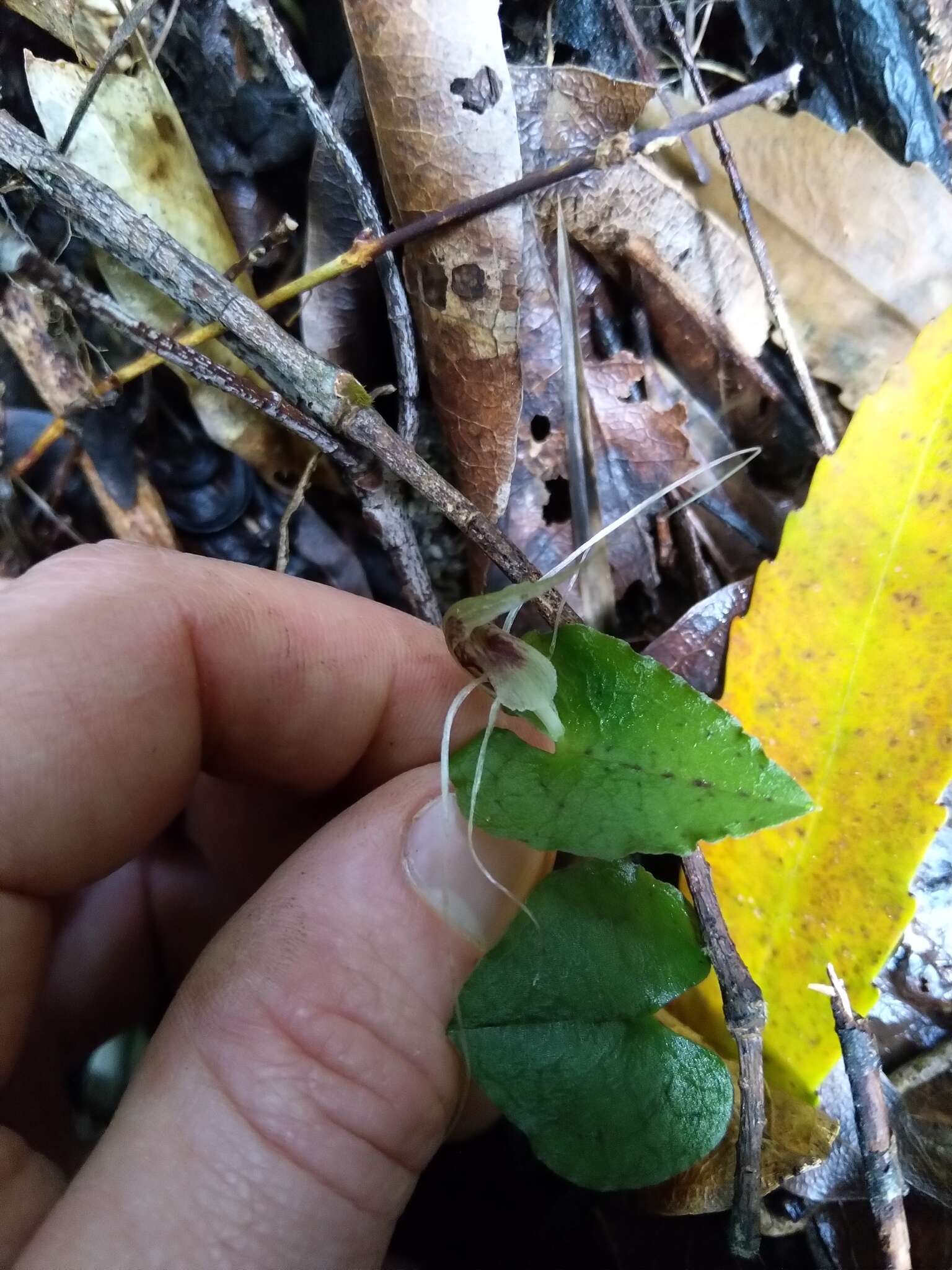 Image of Dancing spider orchid