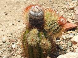 Image of Melocactus harlowii (Britton & Rose) Vaupel