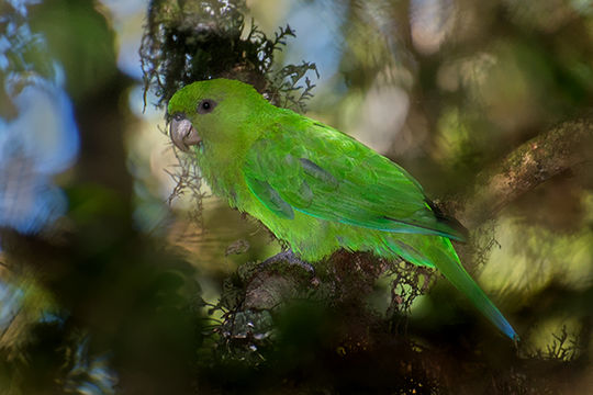 Image of Purple-bellied parrot