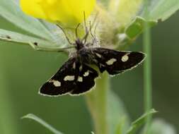 صورة Eurrhypis pollinalis