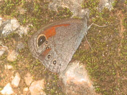 Image of Loxerebia sylvicola Oberthür 1886