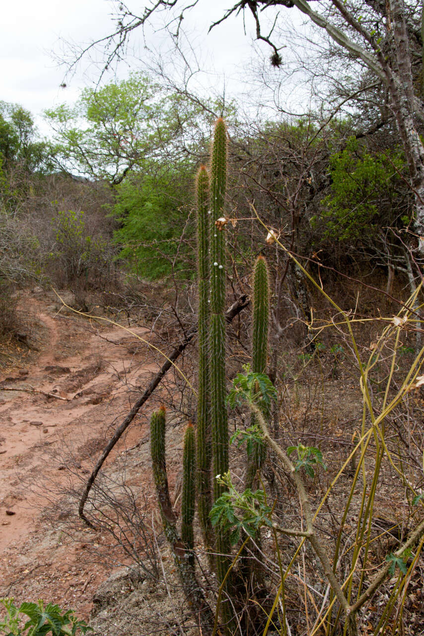 Imagem de Cleistocactus tominensis subsp. micropetalus (F. Ritter) Mottram