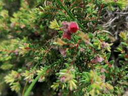 Image of bloodbell heath