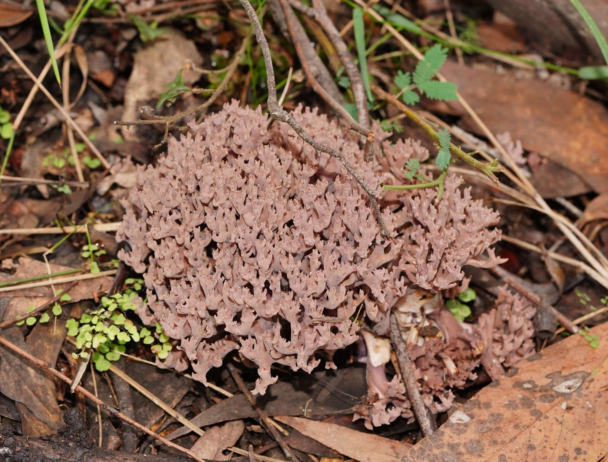 Image of Clavaria versatilis (Quél.) Sacc. & Trotter 1912