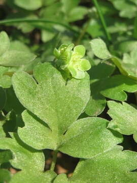 Image of adoxa