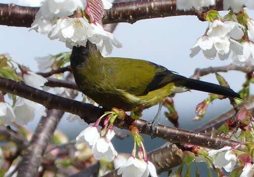 صورة Anthornis melanura melanura (Sparrman 1786)