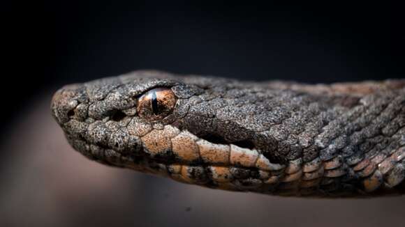 Image of Cross-banded Mountain Rattlesnake