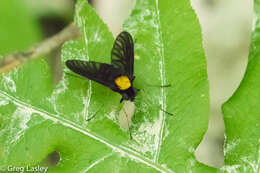 Image of Golden-backed Snipe Fly