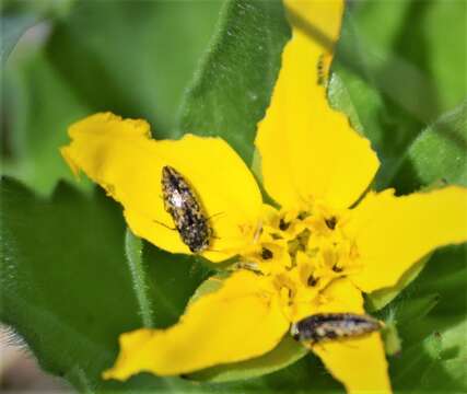 Image of Acmaeodera neglecta Fall 1899