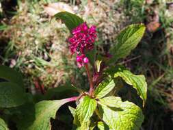 Image of Phytolacca rugosa A. Br. & Bouche