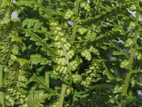 Image of Dryopteris villarii (Bell) Woynar ex Schinz & Thell.